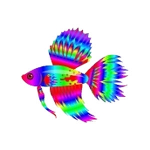 Wild Rainbow Dorsal Betta